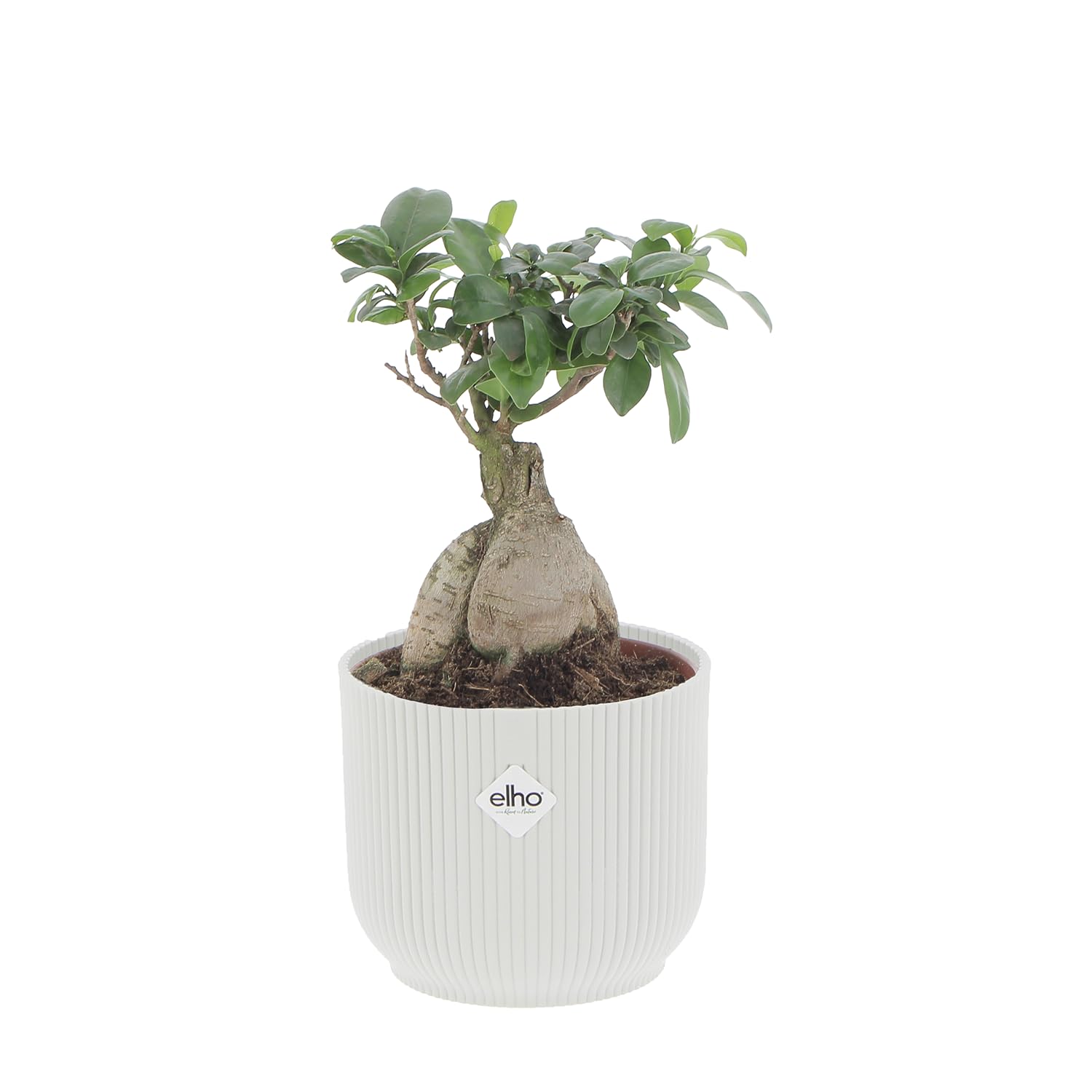 KENTIS - Bonsai Ficus Ginseng/Retusa - Pianta Vera - H 20-30 cm e Vaso Ø 12 cm