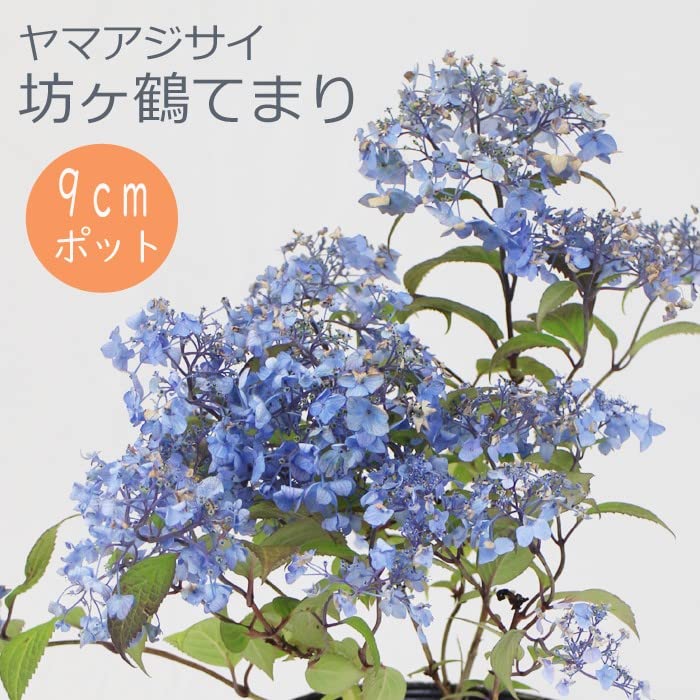 Amazon.co.jp: ヤマアジサイ 坊ヶ鶴てまり (ぼうがつるてまり) 苗 山