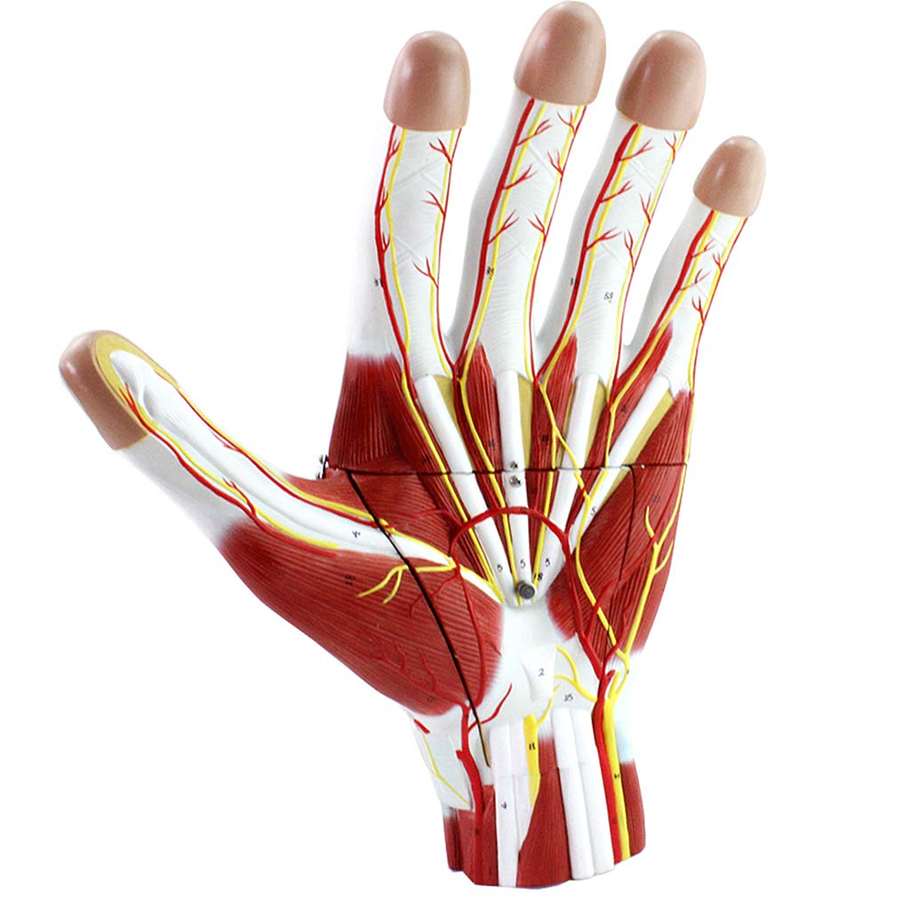 Sjdopulse Hand Anatomical Model With Neurovascular - 2X Magnified Human Hand Model - Detachable 3 Parts Anatomical Human Hand Model Human Anatomy Science Models