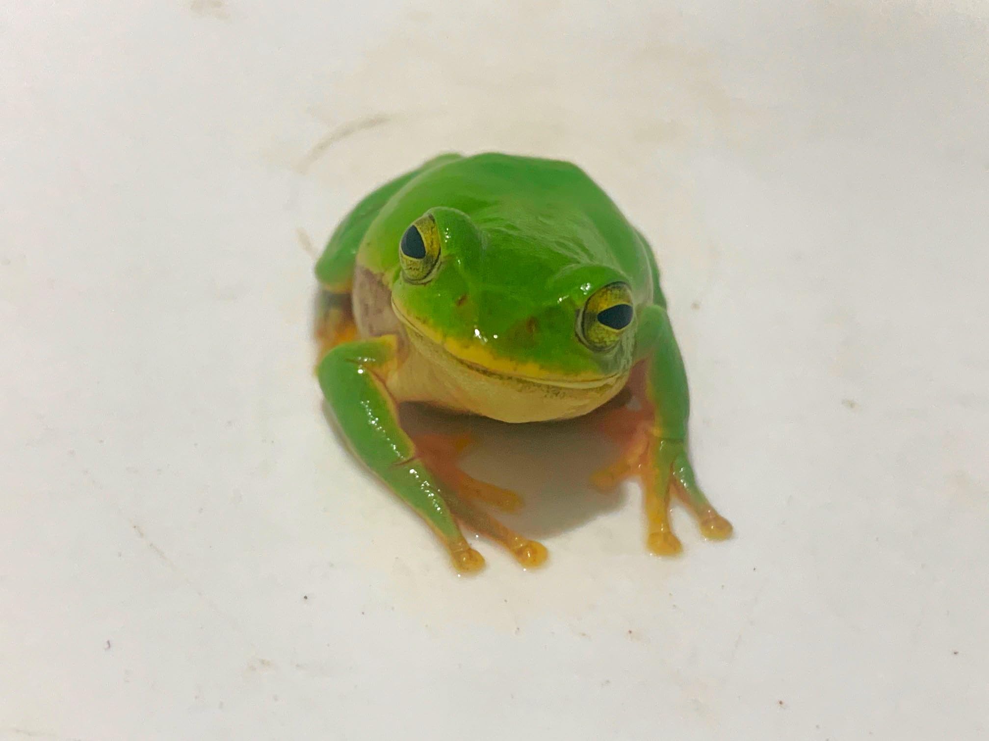 Amazon | 【生体】シュレーゲルアオガエル 1匹(アオガエル カエル 蛙 )from SCRATCH | ノーブランド品 | 観賞魚 ...
