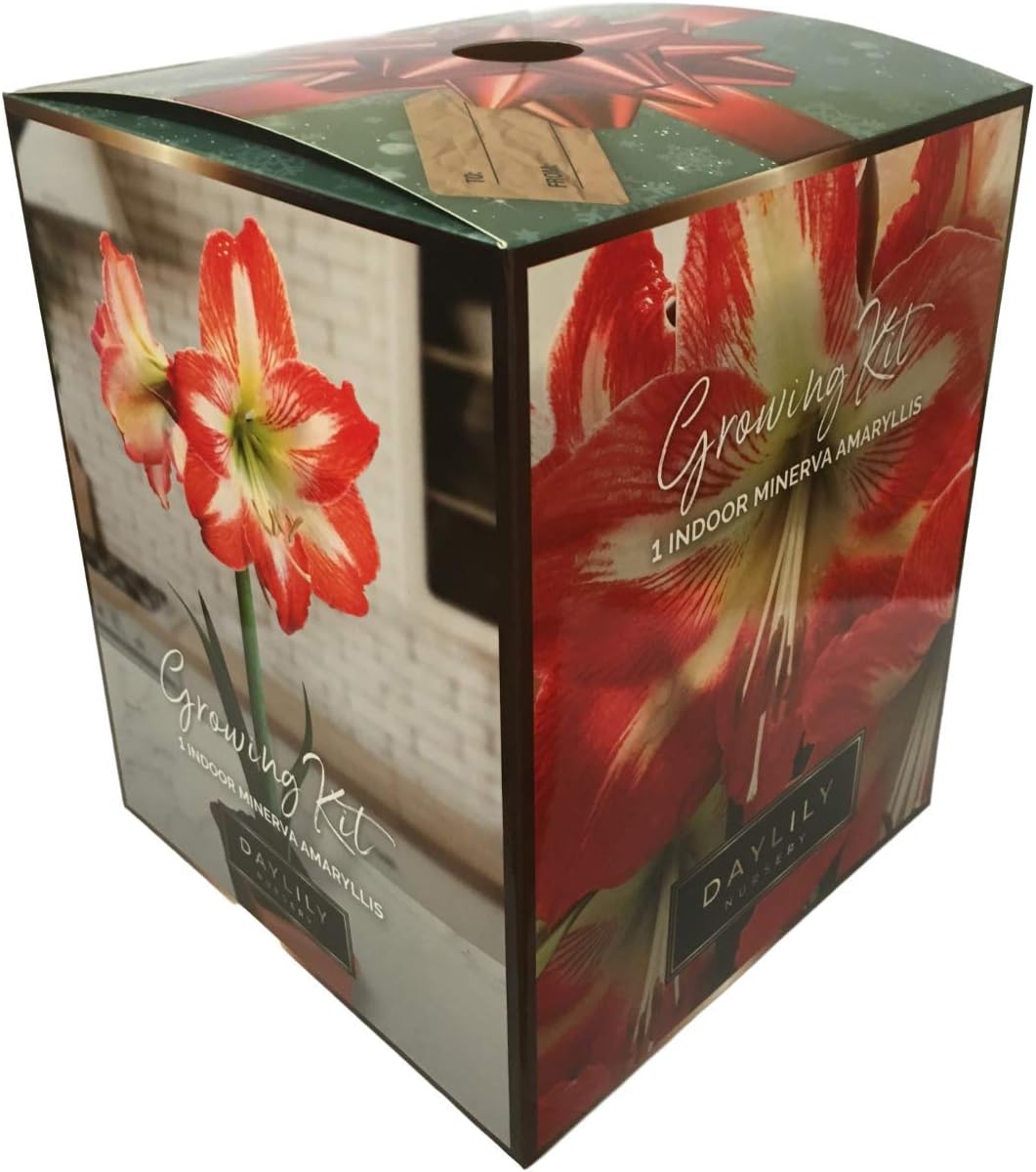 Amaryllis Growing Kit. Includes: Big Minerva Bulb, Plastic Pot and Saucer, and Professional Growing Medium