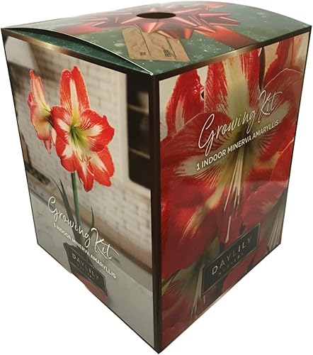 Amaryllis Minerva - Kit de cultivo para regalo navideño. Incluye: bulbo Big Minerva, maceta y platillo de plástico y medio de cultivo profesional