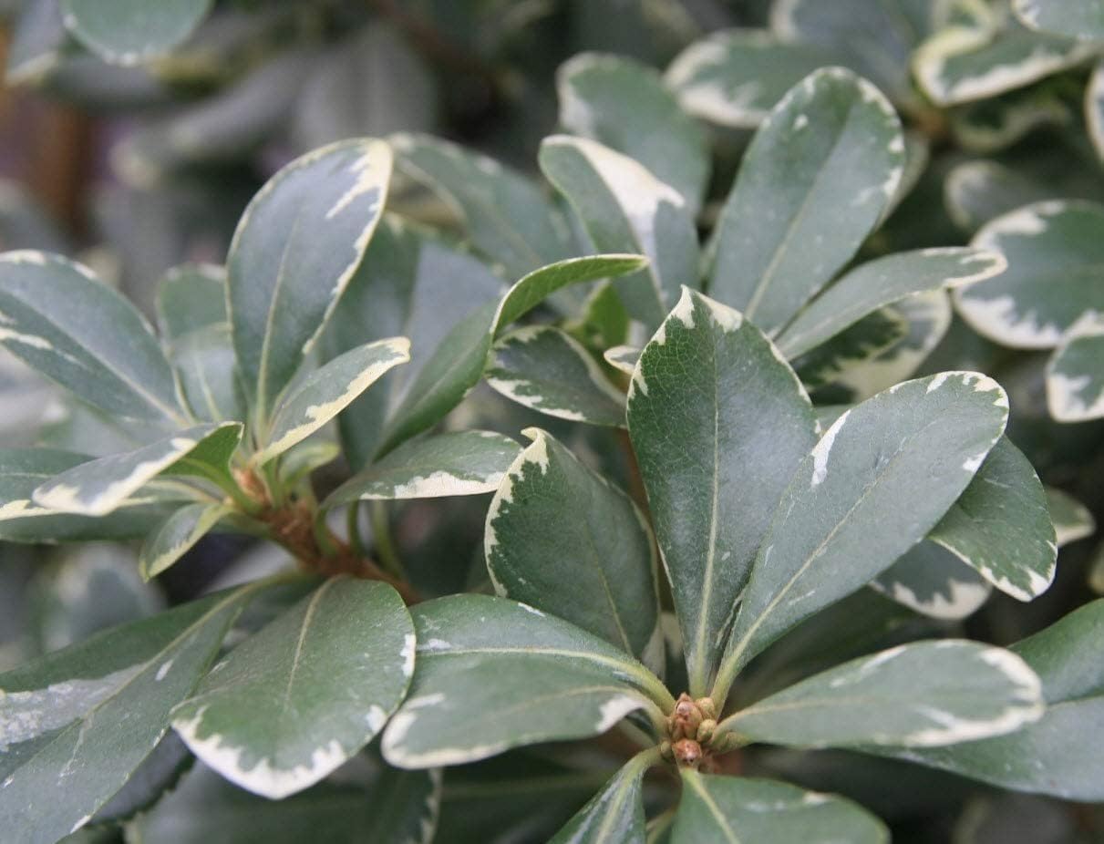 Variegated Pittosporum | 30 Live Plants | Pittosporum Tobria Variegatum | Evergreen Border Accent Hedge Shrub