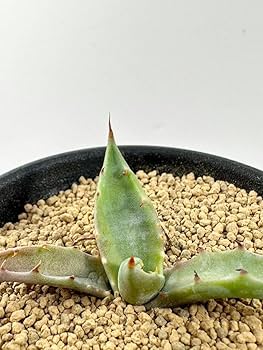 【幻】ブルーアガベ斑入り テキラーナ サンライズ 抜き苗 幻】ブルーアガベ斑入り テキラーナ サンライズ 抜き苗 - メルカリ