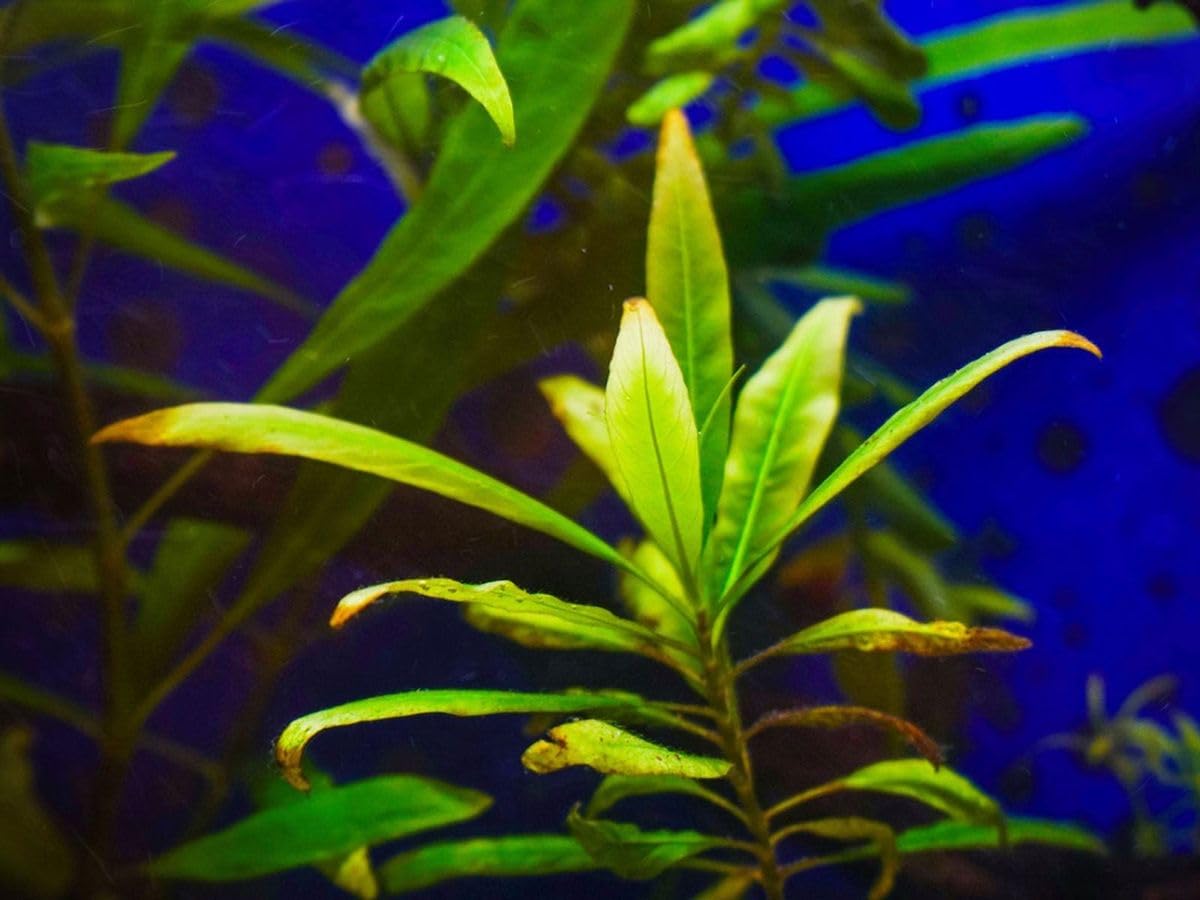 Hygrophila Aquatic Weed Live Plant Setup (Fast Growing Temple Weed, Oxygenating & Low Light Care) - Best for Freshwater Ponds, Fish Bowls & Decoration (3 Healthy Live Vine Plant)-picture-22