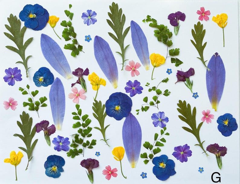 60 piezas de flores y hojas prensadas comestibles para decoración miniatura 3