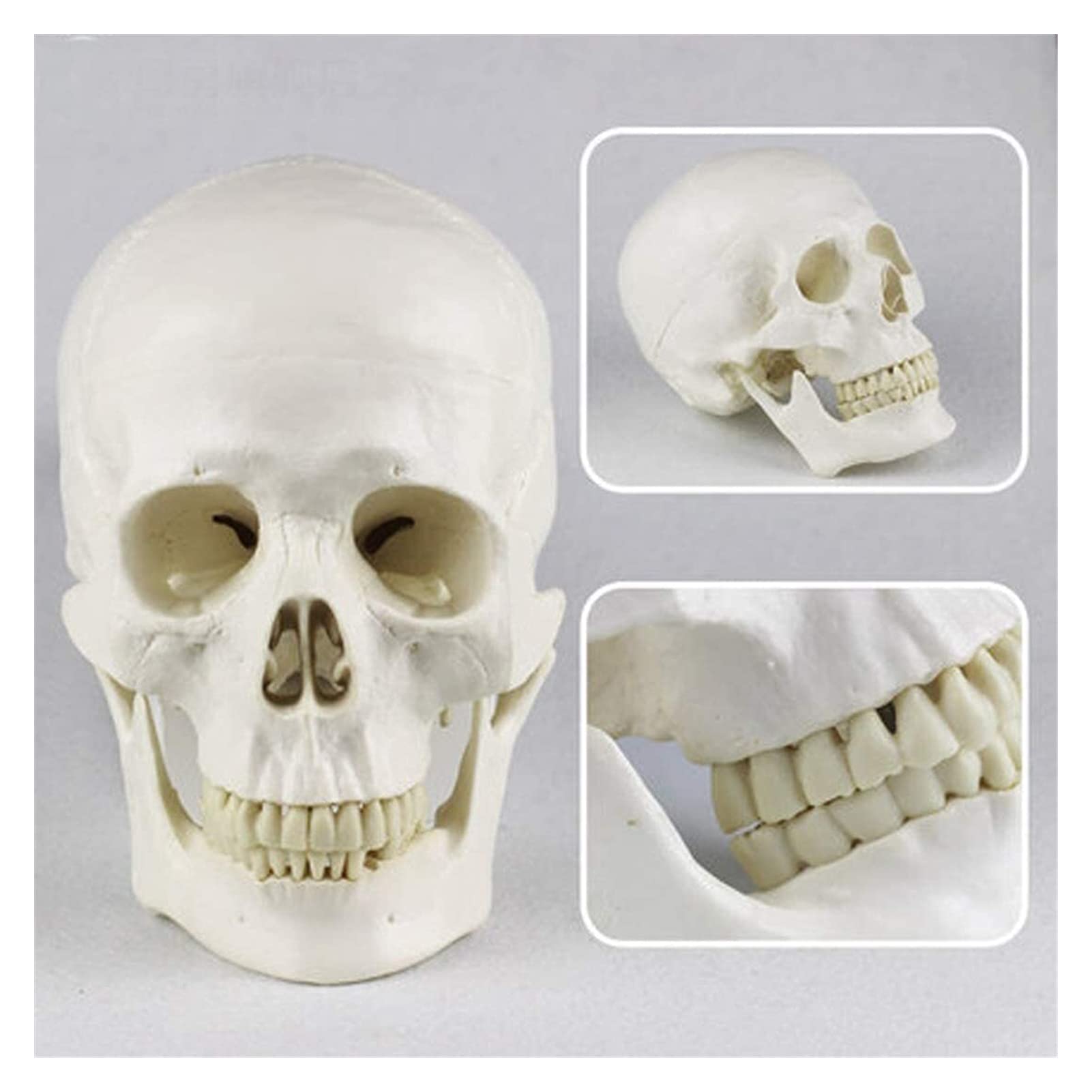 Modello di Organo Anatomia Umana Testa Scheletro Cranio Modello Didattico Materiale Scolastico Strumento di Studio - Ausilio Didattico Sperimentale Modello Anatomico
