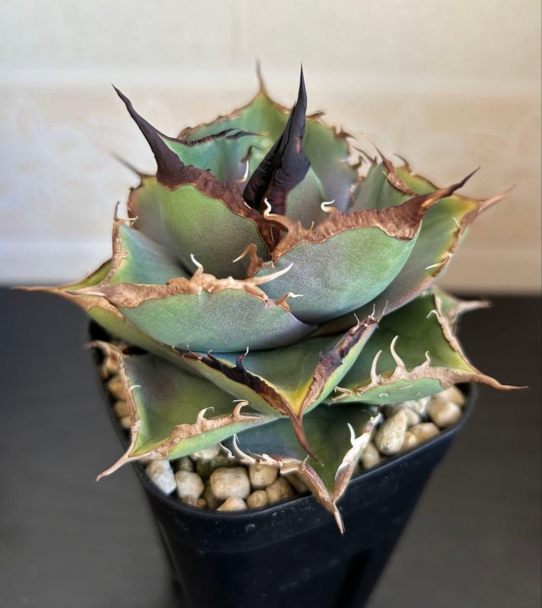 アガベ チタノタ 黒豹 龍球会