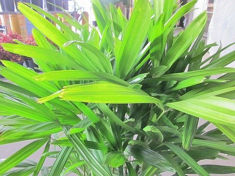 Amazon.co.jp: カンノンチク 10号 観音竹 観葉植物 : DIY・工具・ガーデン