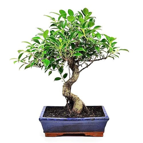 Ficus Retusa Natural Bonsái de Ginseng Árbol de Fácil Cuidado