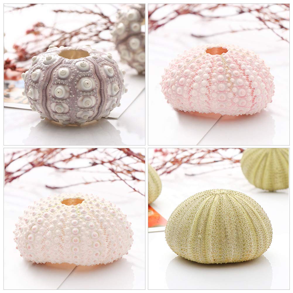Decoratie schelpen box 1 l31b21h5 cm nat Dijk Natural