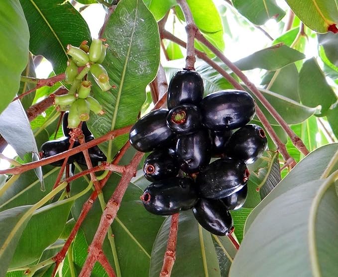 Black Jamun Plant hybrid all seasons Plant KALA JAMUN ka paudha (2-2.5 fit) (ECLIPSE PLANT HOUSE) hybrid 1 in grow bad (B0CMP9XBD8) Amazon Price History, Amazon Price Tracker