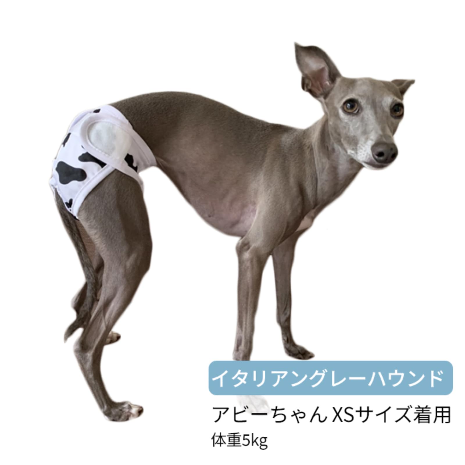 未使用 訳あり 犬用マナーパンツ 3L 確認用です 未使用 訳あり 犬用マナーパンツ 3L 確認用です
