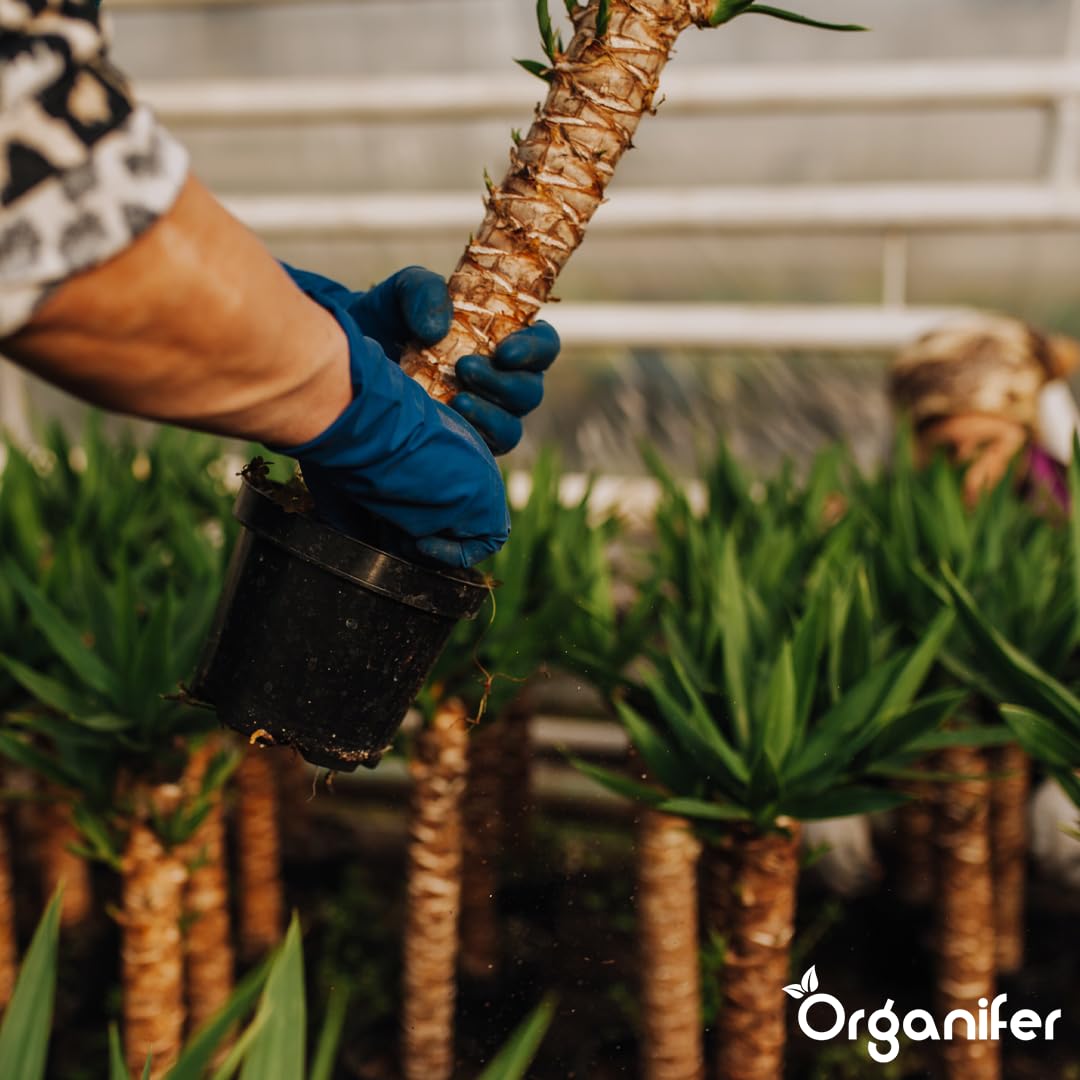 Flssigdnger Fr Yucca-Palmen 1L  Organischer Dnger Fr Gesundes  Wachstum Und Starke Pflanzen  Frdert Wurzeln Und Widerstandskraft   Organifer : Amazon.de: Garten