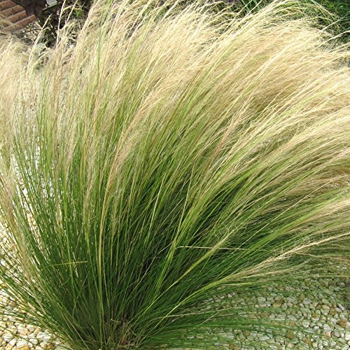 Stipa 'Pony Tails' Feather Deciduous Perennial Outdoor Garden Grass Plant in Pot (9cm Pot, 20-30cm)