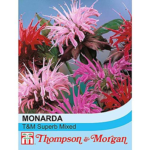 Monarda didyma 'T&M Superb Mixed' Bergamot Hardy Perennial Flowers Grow Your Own 1 x Seed Packet (80 Seeds) Monarda didyma 'T&M Superb Mixed' by Thompson and Morgan