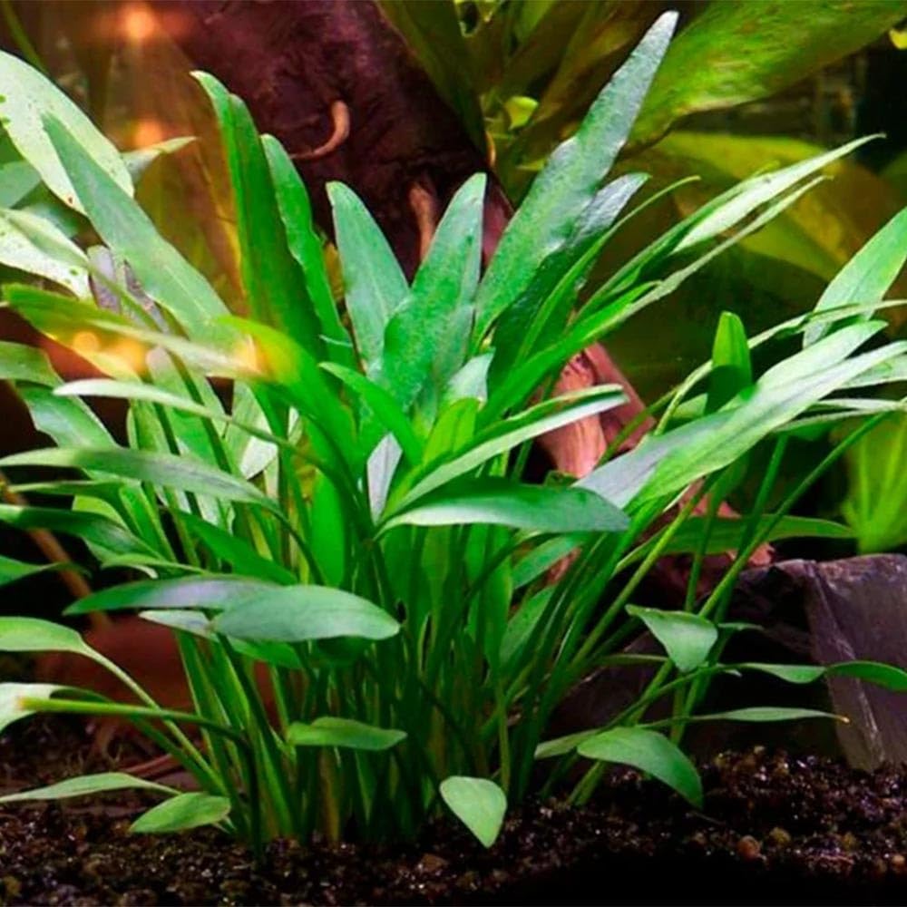 Tris Cryptocoryne “Nevellii” – Piantine Acquatiche Tappezzanti | Ideali per Neofiti ed Acquari Naturali