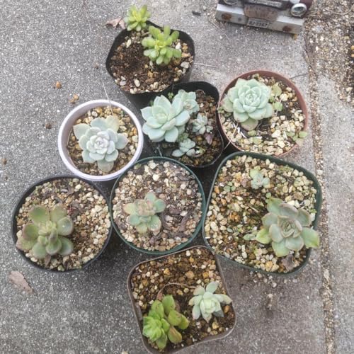 多肉植物 苗 セット 観葉植物」の人気商品一覧 | 安い商品を通販サイト