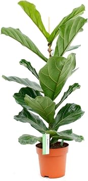 Ficus Lyrata Keman Yaprakl  Kau uk Bitkisi 50 60 Cm