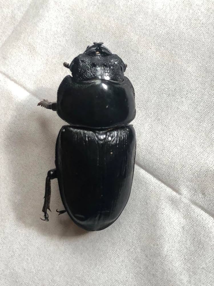 座標付き 野外幼虫採集品 オオクワガタ 標本 Amazon.co.jp: 死虫 標本