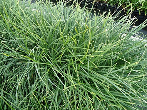 New and Healthy Standard MONDO GRASS ~ 18 pots (3.5) ~ Green Border Plant ~ Ground cover