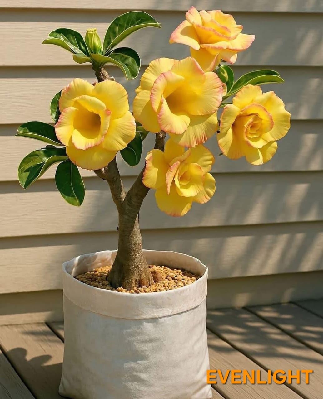 Desert Rose Adenium Live Plant, Hybrid Yellow Colour Grafted for Indoor and Outdoor Home Garden, Without Pot, Pack of 1