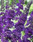 TriStar Plants - Butterfly Bush Black Knight, 1 Gallon Trade Pot - 1'ft Tall - Established Potted Plant, Buddleja - Fast Growing, Attracts Pollinators, Deer Resistant Flowering Shrub