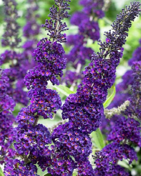 TriStar Butterfly Bush Black Knight