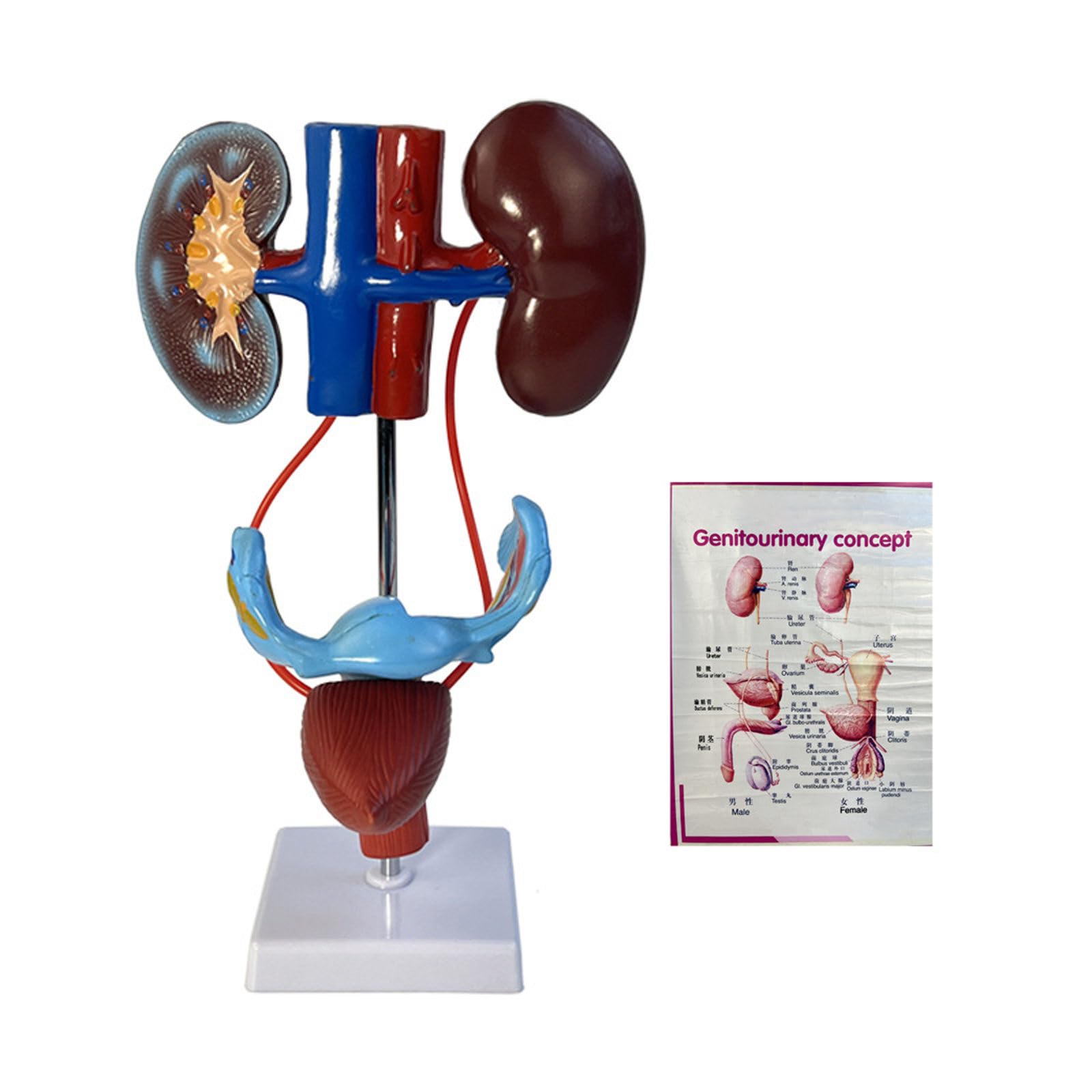 Modèle génital URO AMITD sur socle idéal pour les cours d'anatomie