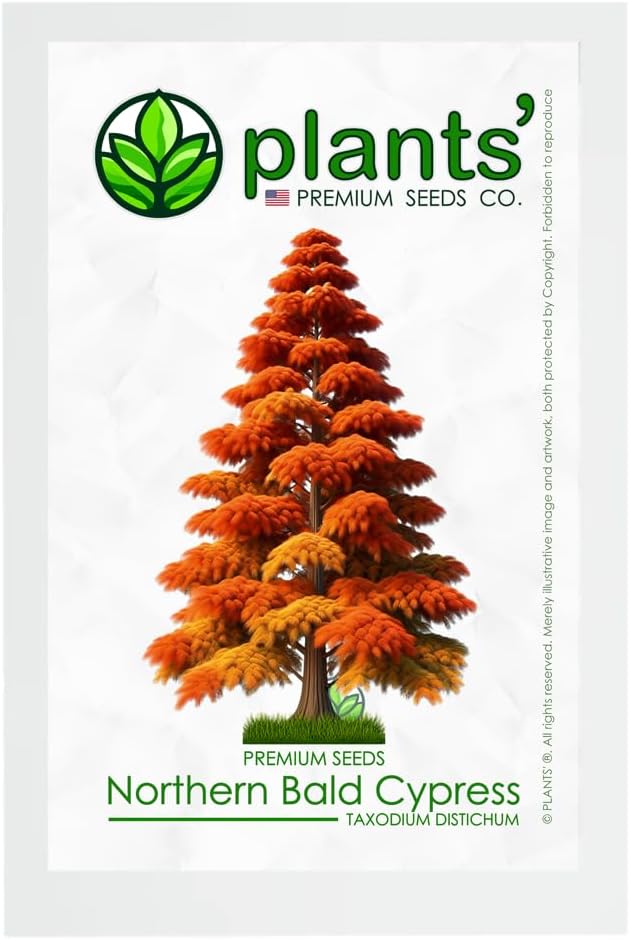 Northern Bald Cypress Tree | Premium Seeds | Taxodium distichum 'Fall' | Plants'® (Premium Seeds, 500)