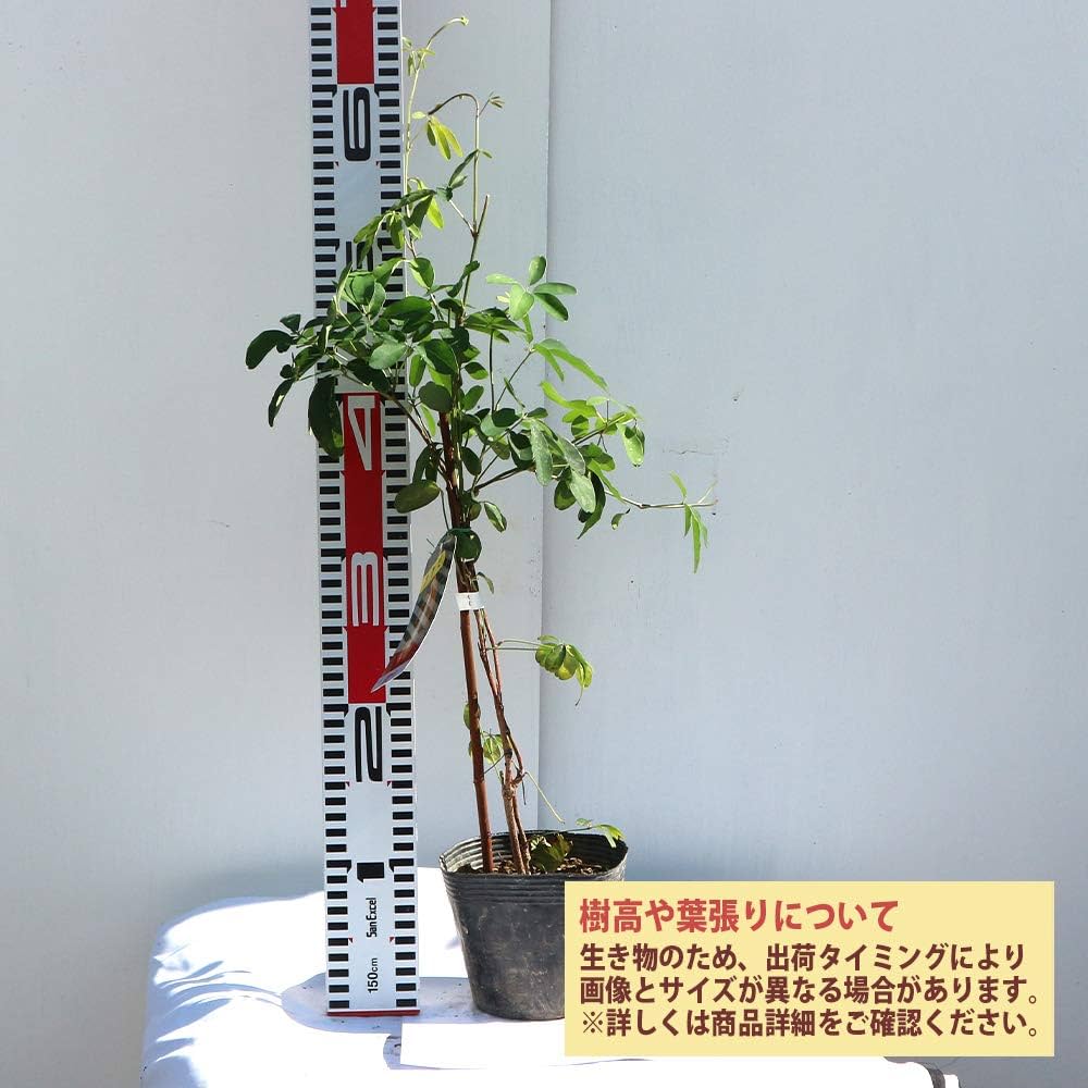 Amazon.co.jp: ITANSE アケビの苗木 品種 五葉アケビ 品種