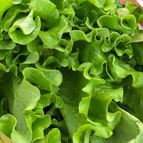 Semillas de hoja de interior lechuga cuatro estaciones todo el año vegetal reliquia para plantar sin OMG