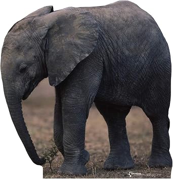 Cardboard People Elephant Life Size Cardboard Cutout Standup