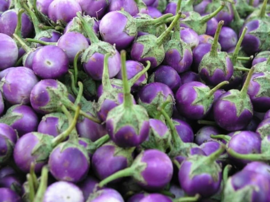 Willvine Thai Round Purple Eggplant-CTU-3H-image-16