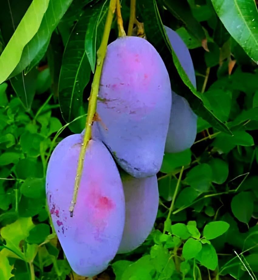 Rare Original Black Stone Mango Plant Live Upto 2feet Height Grafted Mature Plant Suitable for Container Gardening (Pack of 1) 2