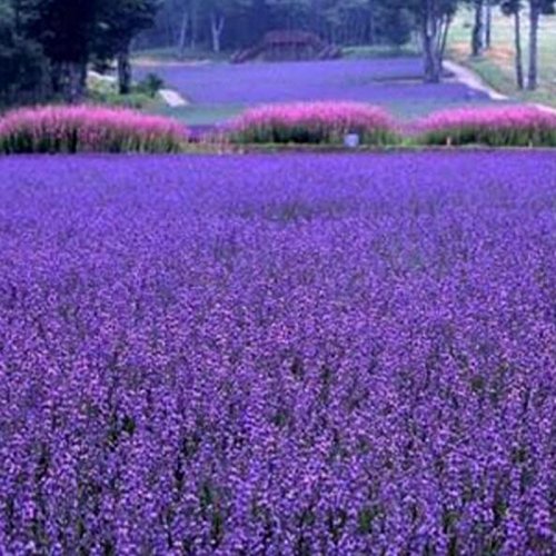 Graines de lavande de Provence française Graines de lavande biologiques très aromatiques Plante Fleur Graines de fleurs Jardin maison Bonsaï Paquet de 100 graines