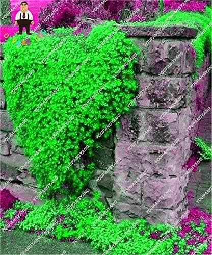 Amazon Co Jp 0個 袋レインボークリーピングタイム植物ブルーrock Cress植物 多年生地上カバー花 ホームガーデンの自然成長 赤 ホーム キッチン