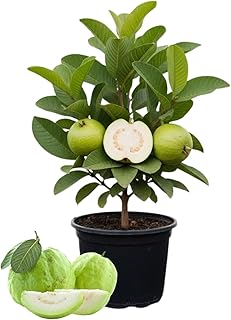 White Guava Plant Live 4-8 Inch Tall, Sweet Tropical Guava Fruit Tree Seedling, Garden and Container Growing