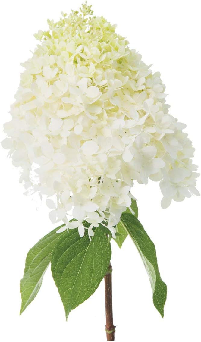 50 Pee GEE Hydrangea Paniculata Peegee Panicle White Pink Flower Shrub Seeds