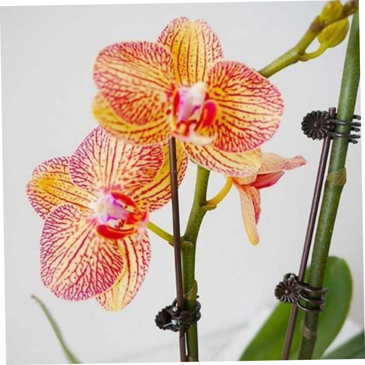 Abaodam 2 Sätze Teiliges Set Pflanzenklemmen Für Kletterpflanzen Phalaenopsis Halterungen Mit Clips Und Eisenstützen Zur Unterstützung Und Fixierung Von Pflanzen 20 Stück * 2