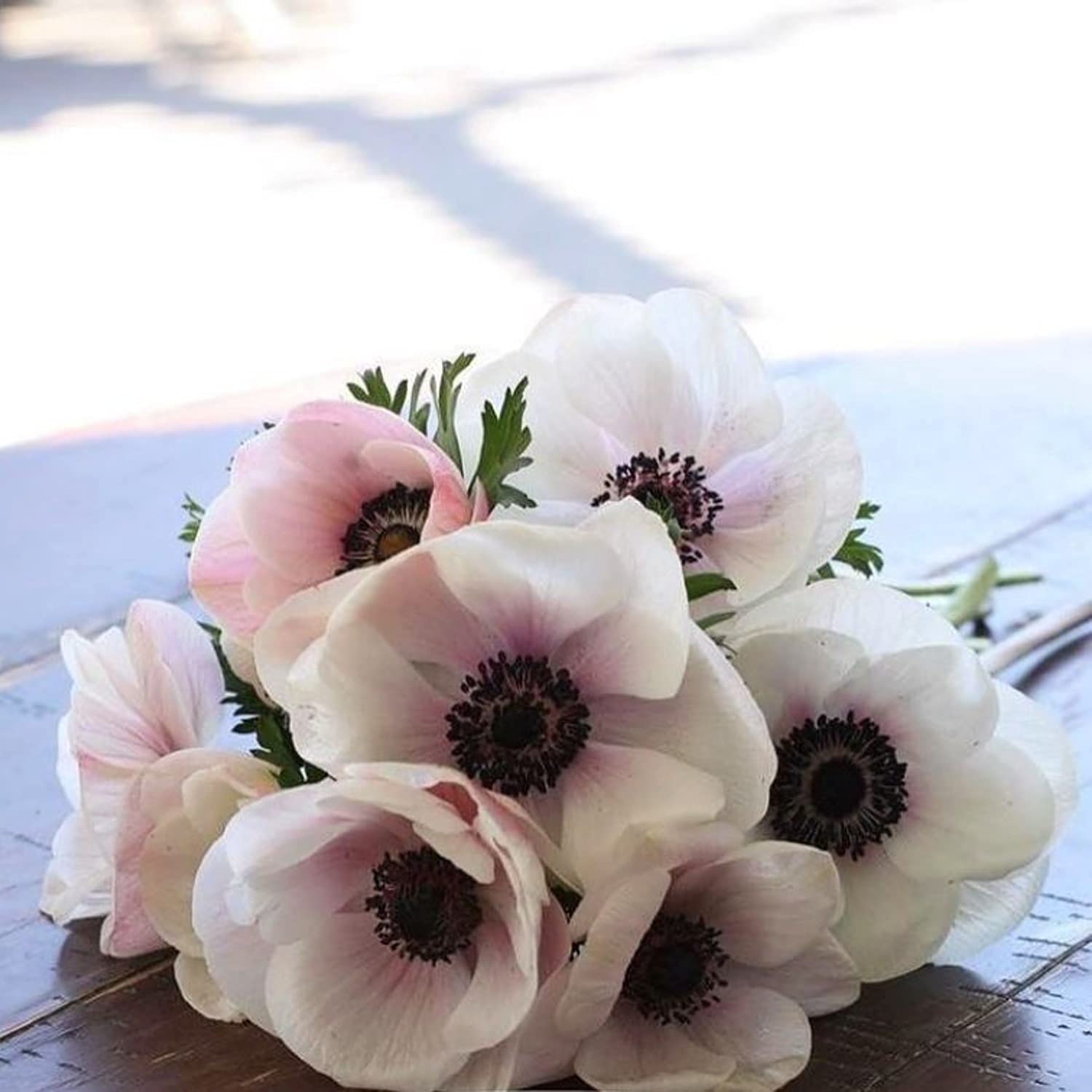 Amazon.com : Easy to Grow Italian Anemone Mistral Bianco Centro