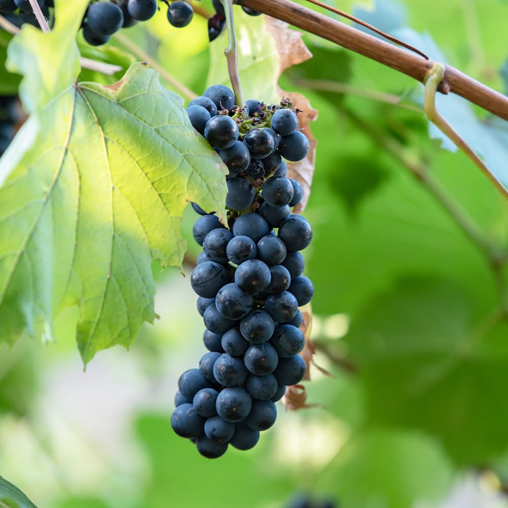 Amazon.co.jp: ぶどうの苗 品種：ヤマブドウ(メス) 12cmポット【品種で