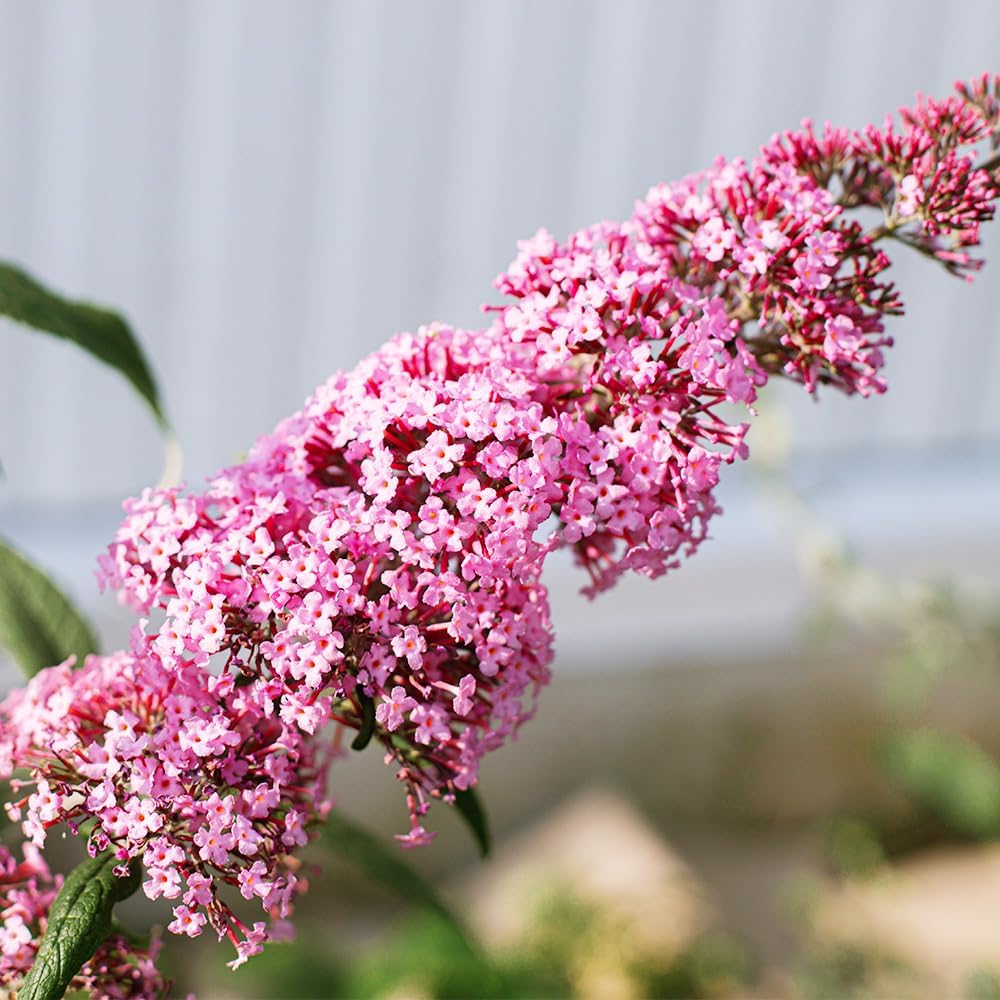 グアバ　取木苗　ピンクグアバ グァバ(ピンクグァバ)取り木苗⑤ グァバ 苗木 取り木大苗 ピンクグァバ