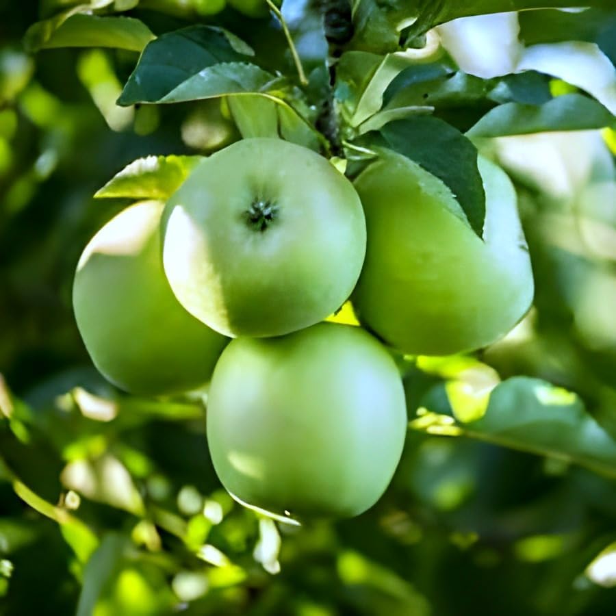 Image of Hybrid Grafted Live Healthy & Testy Green Apple Plant For Home Garden (pack of 1) Healthy Live Plant
