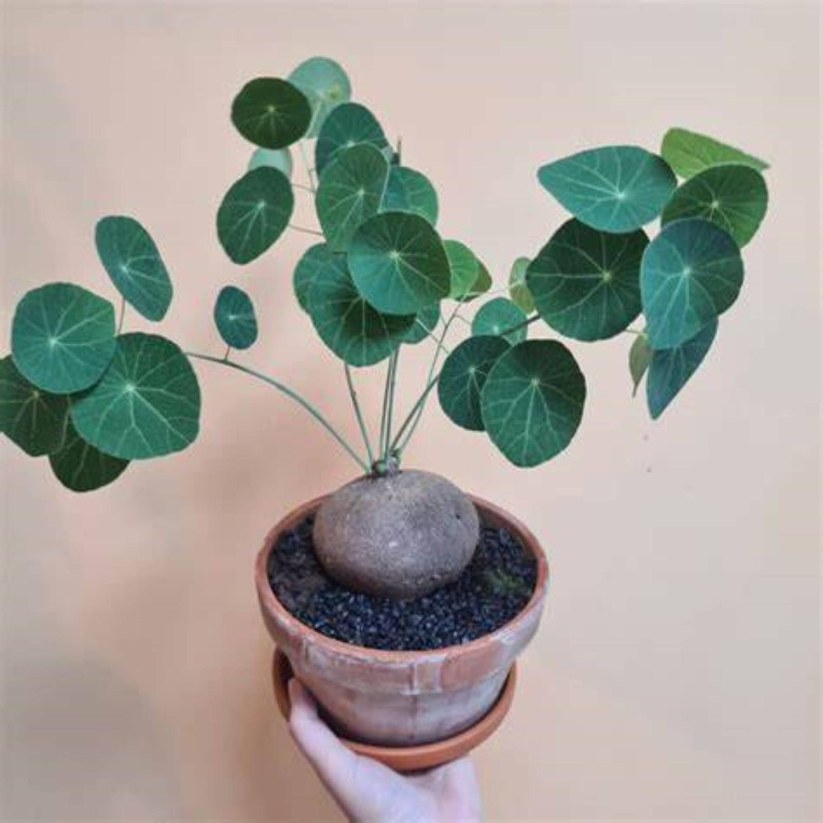 Stephania Plant for Planting UK,Stephania erecta Bulbs, Strong Plants That Grow Well,Excellent Display Indoor,Good for Containers,Greening Flower.-3Bulbs-greenH