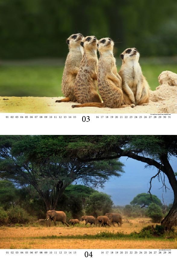 Calendario Da Parete 2026 Africa Selvaggia, Formato A4, Con Foto Animali (elefante, Leone, Giraffa) - Qualità Premium, Stampato In Germania