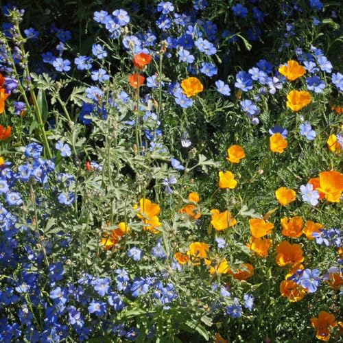 Eden Brothers Native Western Xeriscape Flower Seed Mix