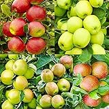 20 Piezas Mezcla De Diferentes Variedades Semilla De Manzana Los árboles Frutales Comunes En La Vida Son Una Buena Opción Para Plantar Tiene Valor Ornamental Valor Económico