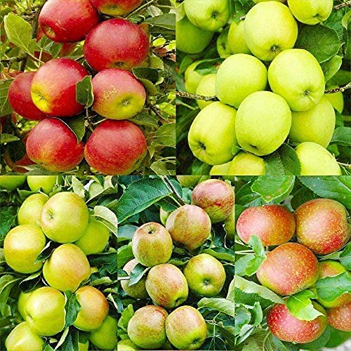 FStening 20 Pièces Mélange De Différentes Variétés Graine De Pommier Les Arbres Fruitiers Communs Dans La Vie Sont Un Bon Choix Pour La Plantation A Une Valeur Ornementale Valeur économique Cover