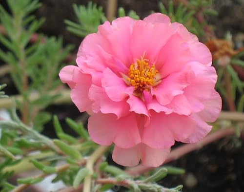 100 semillas de flor rosa Portulaca Grandiflora/rosa musgo *Comb S/H